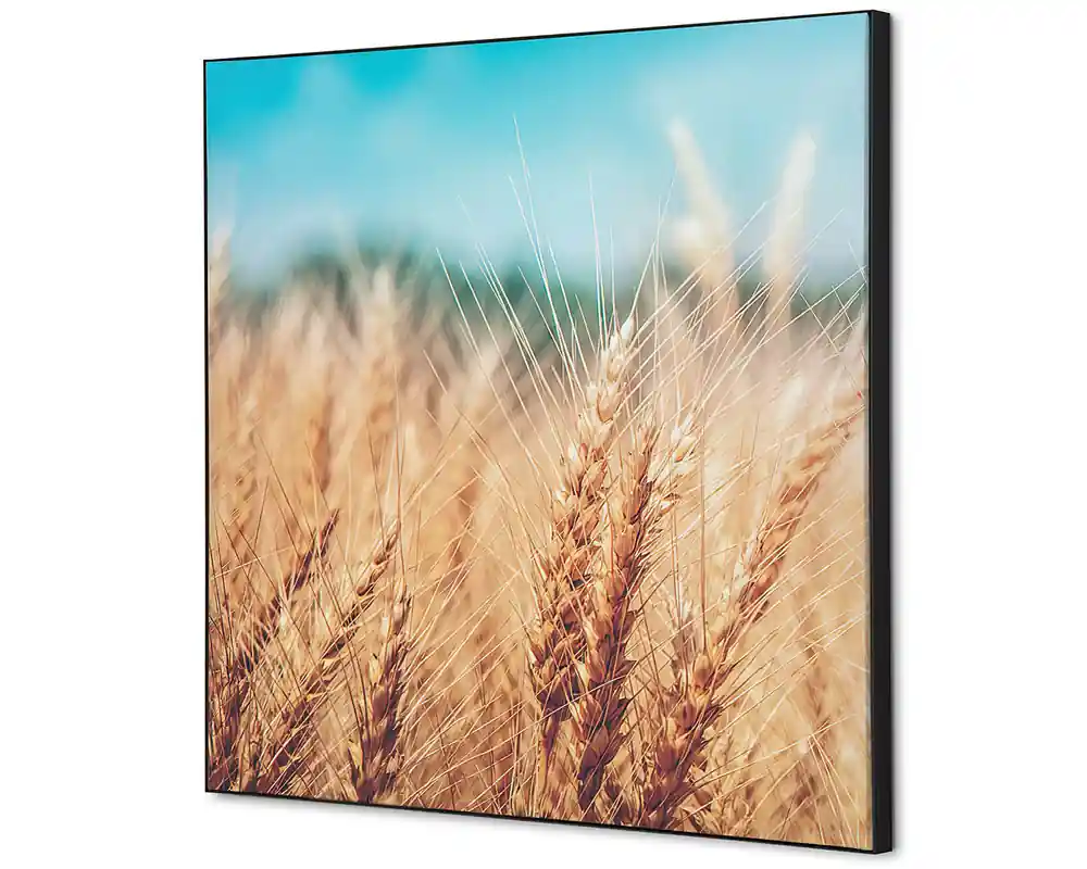 Wanddecoratie graanveld - 400x400mm Shop Nu