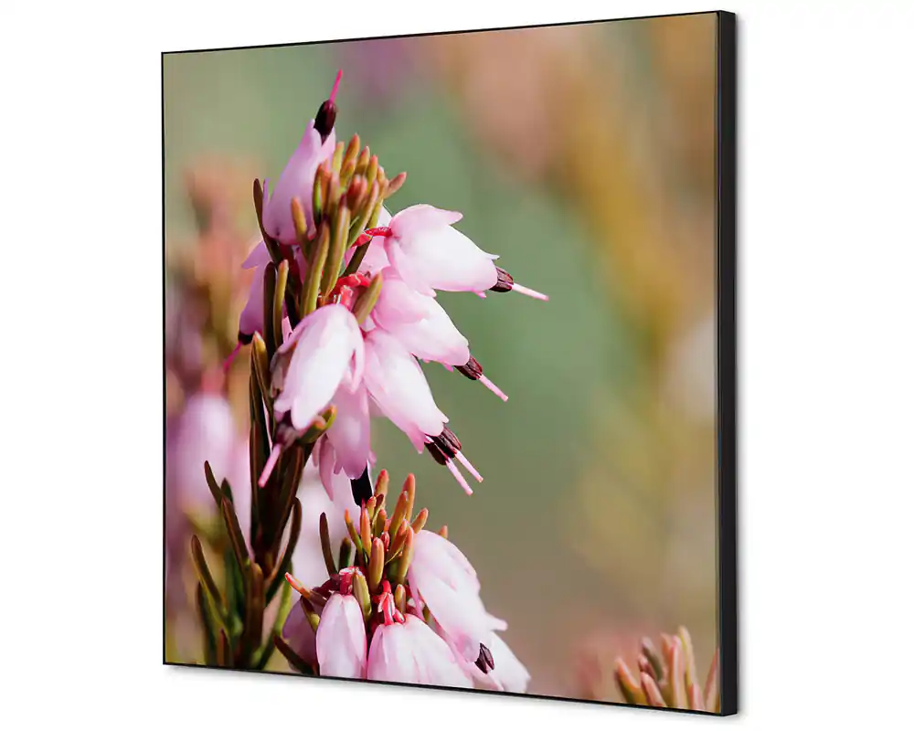 Express Levering Wanddecoratie bloem Erica - 400x400mm